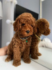 Photo №1. poodle (dwarf) - for sale in the city of Zrenjanin | negotiated | Announcement № 92174