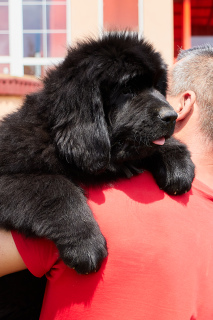 Additional photos: Selling great puppies from a breeding couple.