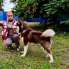 Photo №1. alaskan malamute - for sale in the city of Kursk | negotiated | Announcement № 36314