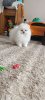 Photo №4. I will sell pomeranian in the city of Rostock. private announcement - price - 380$