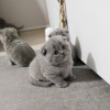 Photo №4. I will sell british shorthair in the city of St. Petersburg. private announcement - price - 317$