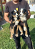 Photo №4. I will sell bernese mountain dog in the city of Batočina.  - price - negotiated