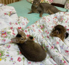 Additional photos: caracal and caracat kittens available