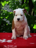 Photo №2 to announcement № 102378 for the sale of american staffordshire terrier - buy in Serbia 