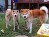 Additional photos: Akito Inu puppies