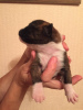 Additional photos: German boxer puppies for sale