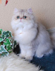 Photo №4. I will sell british longhair in the city of Leipzig. private announcement, breeder - price - negotiated