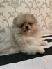 Photo №2 to announcement № 41450 for the sale of pomeranian - buy in Netherlands from nursery, breeder