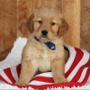 Photo №3. Adorable golden retriever puppies available now for sell. Germany