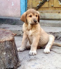 Additional photos: Beautiful Spanish Mastiff puppies