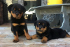 Photo №1. rottweiler - for sale in the city of Warsaw | 317$ | Announcement № 57362