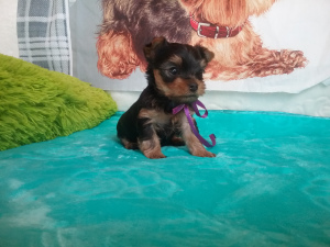 Photo №2 to announcement № 3667 for the sale of yorkshire terrier - buy in Belarus 