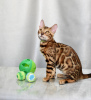 Photo №2 to announcement № 120883 for the sale of bengal cat - buy in Belarus from nursery