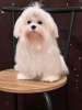 Photo №1. maltese dog - for sale in the city of Subotica | negotiated | Announcement № 94784