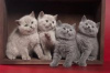 Photo №1. british shorthair - for sale in the city of Москва | 423$ | Announcement № 45620