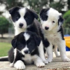 Photo №1. border collie - for sale in the city of Berlin | Is free | Announcement № 90405