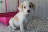 Photo №2 to announcement № 69914 for the sale of beagle - buy in United States 