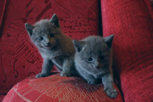 Additional photos: I will sell kittens of the Russian blue cat