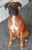 Photo №1. boxer - for sale in the city of Oakland | 1500$ | Announcement № 92660