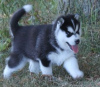 Photo №1. siberian husky - for sale in the city of Duisburg | Is free | Announcement № 101852