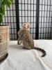 Photo №2 to announcement № 25656 for the sale of bengal cat - buy in Germany private announcement, from nursery, breeder