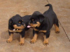 Photo №1. rottweiler - for sale in the city of Berlin | 946$ | Announcement № 17017