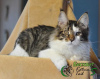 Photo №2 to announcement № 17627 for the sale of maine coon - buy in Russian Federation private announcement, from nursery, breeder