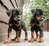 Photo №1. dobermann - for sale in the city of Helsinki | negotiated | Announcement № 108684