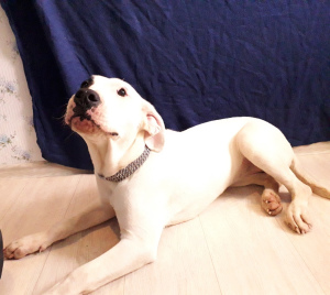 Photo №4. I will sell dogo argentino in the city of Saratov. from nursery - price - 466$