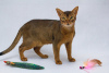Photo №2 to announcement № 66403 for the sale of abyssinian cat - buy in Russian Federation private announcement