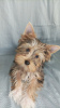 Photo №4. I will sell yorkshire terrier in the city of Фёрде. private announcement - price - negotiated