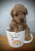 Photo №1. poodle (toy) - for sale in the city of Lviv | 1124$ | Announcement № 10949