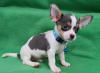 Photo №1. chihuahua - for sale in the city of Амстердам | 317$ | Announcement № 87935