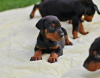 Photo №1. dobermann - for sale in the city of Belgrade | negotiated | Announcement № 61751