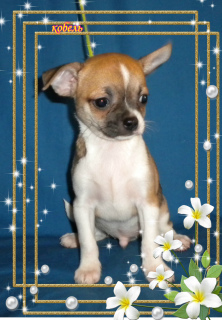 Photo №2 to announcement № 2992 for the sale of chihuahua - buy in Russian Federation breeder