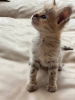 Photo №2 to announcement № 10408 for the sale of savannah cat - buy in Russian Federation private announcement