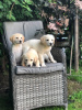 Photo №3. Chiots Labrador Prêts pour leur foyer pour toujours !. France