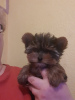 Photo №2 to announcement № 30034 for the sale of yorkshire terrier - buy in Belgium private announcement