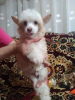 Photo №2 to announcement № 75139 for the sale of chinese crested dog - buy in Russian Federation breeder