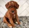 Photo №1. poodle (royal) - for sale in the city of Sydney | negotiated | Announcement № 88740