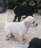 Photo №2 to announcement № 84712 for the sale of labradoodle - buy in France private announcement