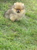Photo №3. Pomeranian. Belarus