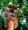 Photo №4. I will sell pomeranian in the city of Penza. breeder - price - negotiated