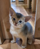 Additional photos: Selling purebred Abyssinian kittens