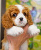 Photo №3. Cavalier King Charles Spaniel Alonso handsome boy. Turkey