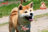 Additional photos: Akita-inu male with FCI-documents