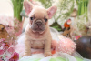 Photo №2 to announcement № 33286 for the sale of french bulldog - buy in Poland private announcement