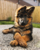 Photo №3. German shepherd for adoption. United Kingdom