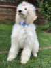 Photo №2 to announcement № 12154 for the sale of poodle (royal) - buy in Ukraine from nursery
