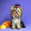 Photo №1. yorkshire terrier - for sale in the city of Miass | 351$ | Announcement № 13738